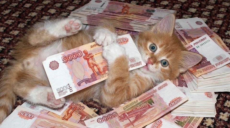 Рыжий котёнок лежит на пачках пятитысячных купюр