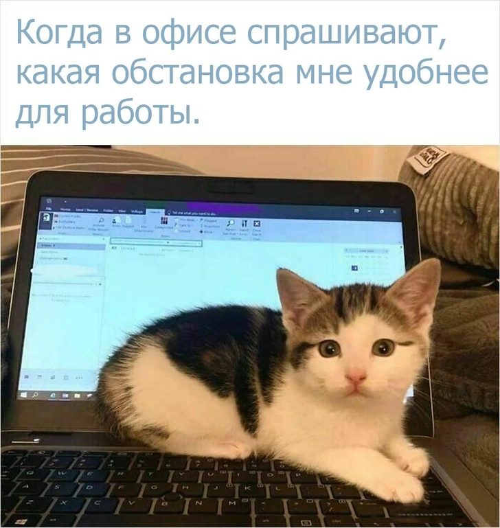 Котёнок лежит на ноутбуке. Подпись: когда в офисе спрашивают, какая обстановка мне удобнее для работы